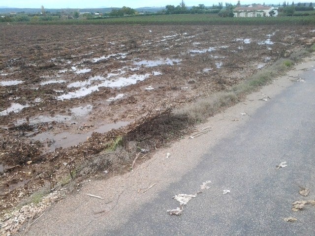 Las ingentes lluvias dejan efectos muy variopintos en la agricultura de la zona, según ASAJA