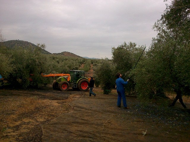 Las incesantes lluvias pueden mermar la cosecha de aceituna en la zona de la Campiña