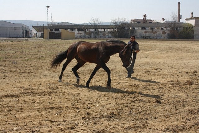 La parada de sementales destaca a Andújar en el sector equino