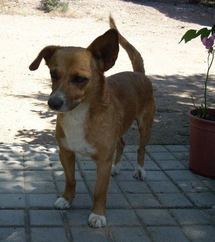 Una familia busca a Yaco, un perro desaparecido desde hace un mes en las Viñas