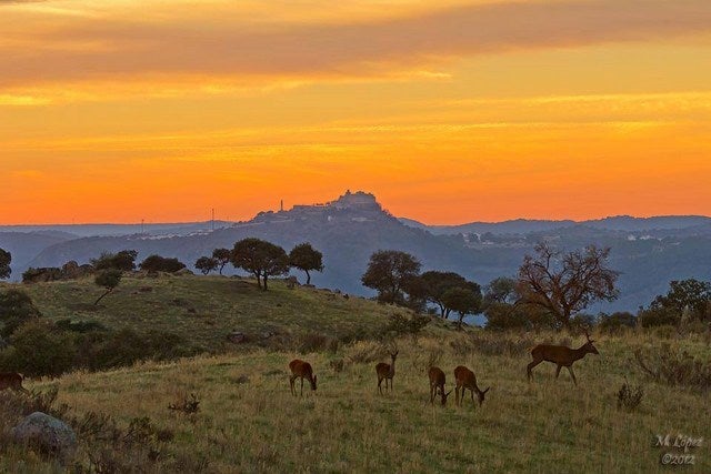 Andújar exibirá su potencial como capital de la montería en Ibercaza