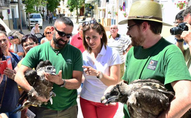 Medio Ambiente libera 53 quebrantahuesos del programa de reintroducción de la especie en Andalucía