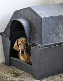 Imagen secundaria 2 - Instalaciones de la perrera.