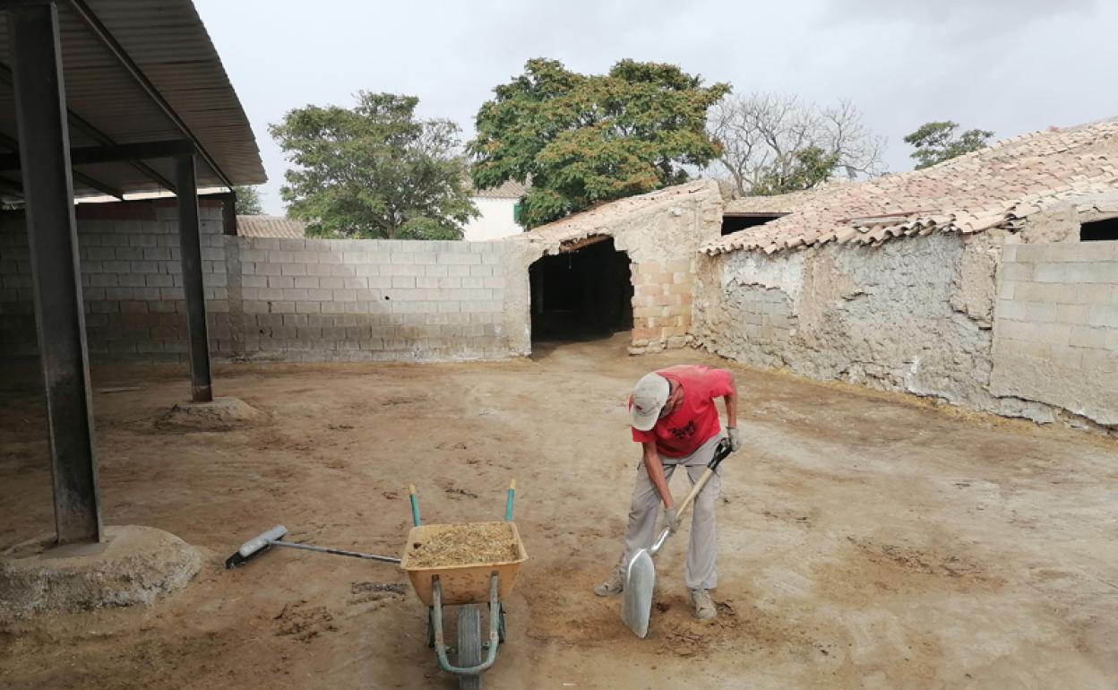 Las ganaderias afectadas tienen que ser limpiadas a fondo y desinfectadas dos veces 