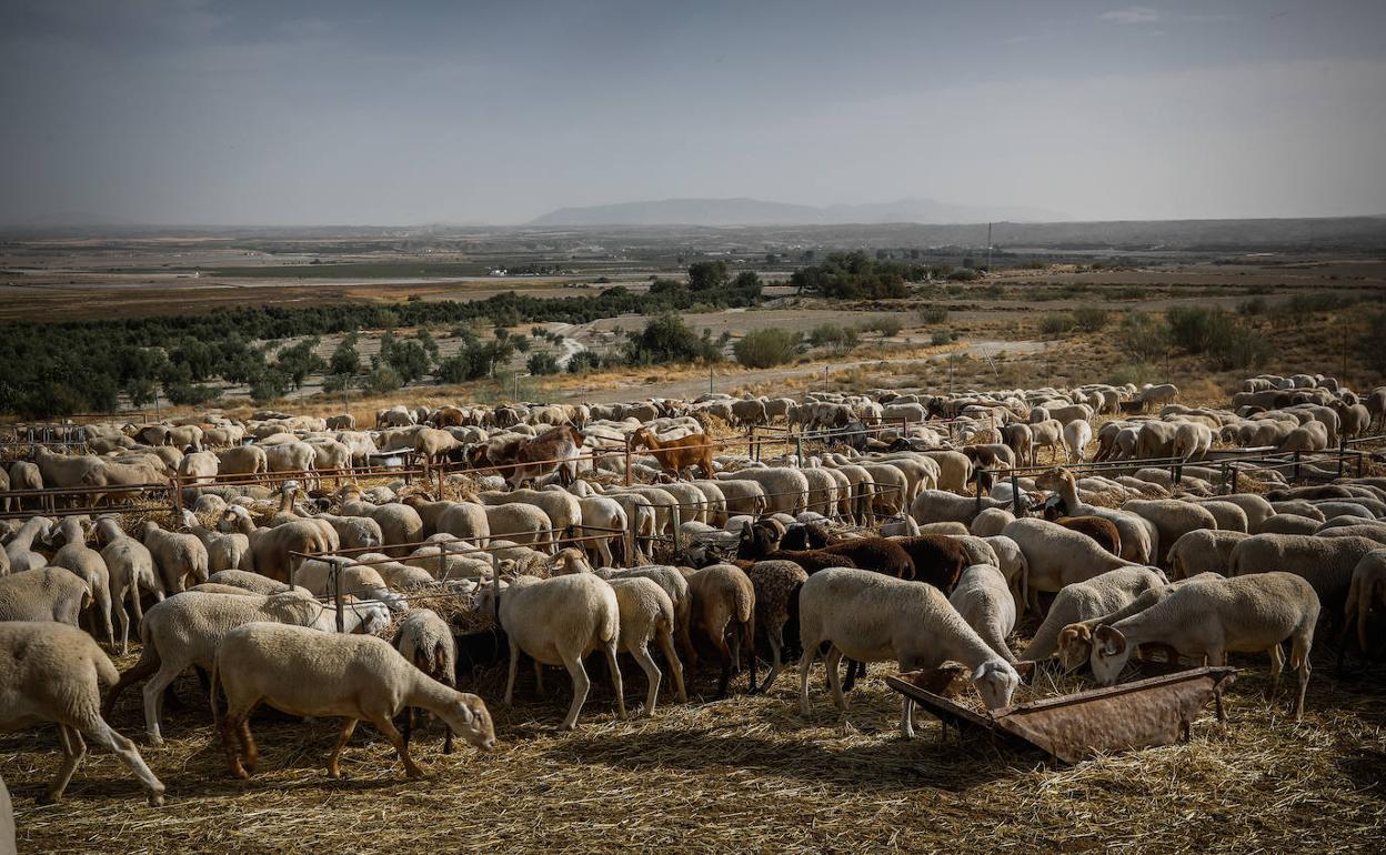 Cieentos de ovejas en una explotación ganadera del norte de la provincia de Granada