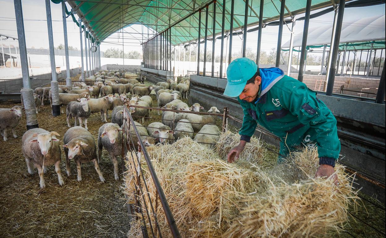 La viruela impide vender 35.000 corderos en Baza y dinamita la campaña de Navidad