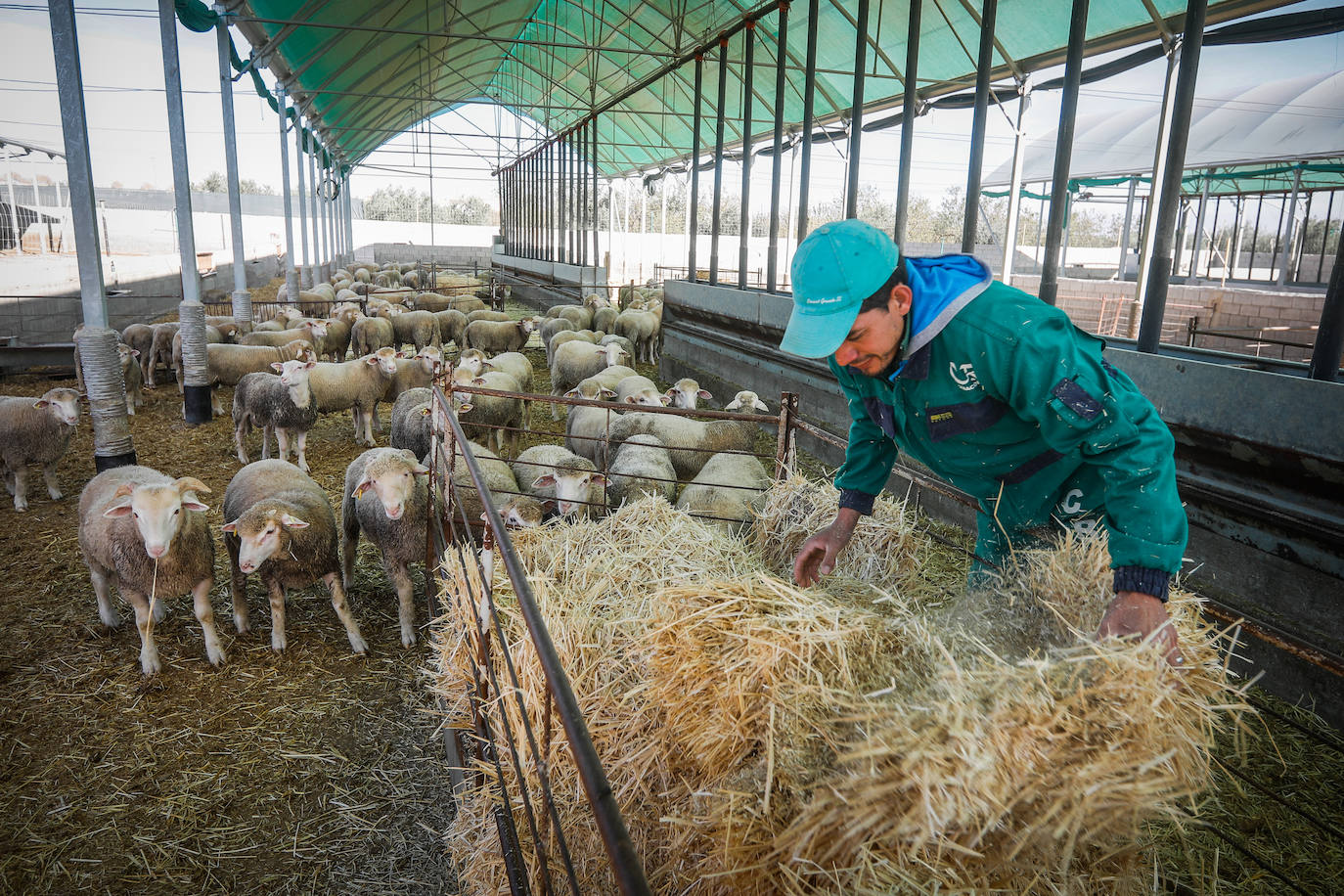 La Junta relaja las restricciones por la viruela y permite la venta de los corderos inmovilizados en Baza
