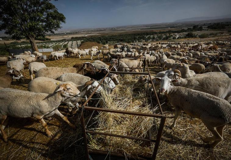 Trescientos ganaderos urgen las ayudas por la viruela anunciadas hace cinco meses