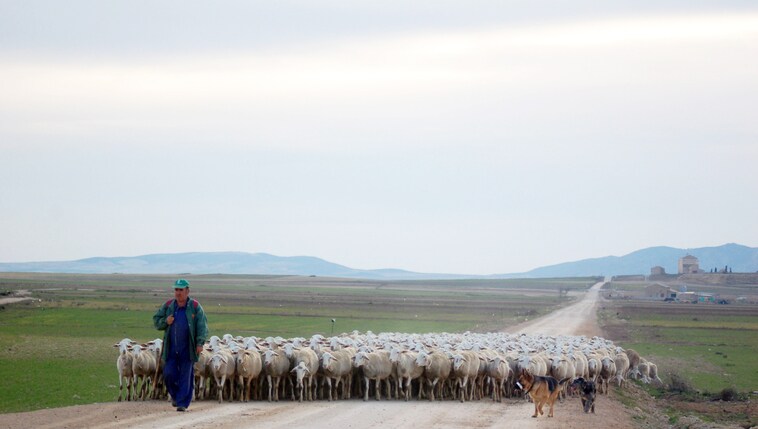 Los 165 ganaderos afectados por la viruela ovina ya pueden pedir las ayudas de la Junta