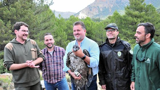 Liberados dos nuevos pollos de quebrantahuesos en el Parque Natural de Castril