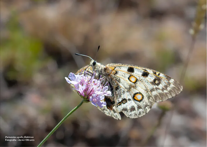 La Junta mejora del hábitat de la mariposa apolo en el Parque Natural Sierra de Baza