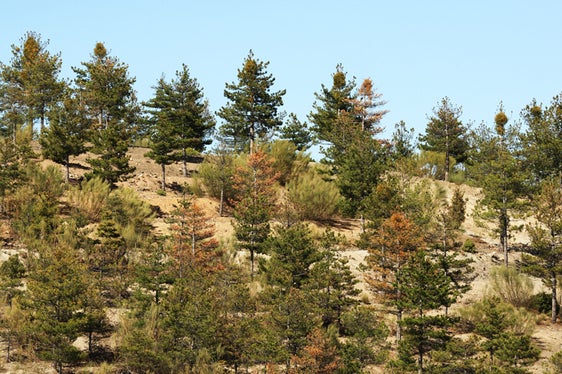 Medio Ambiente destina 1,5 millones para luchar contra la plaga de muérdago en la Sierra de Baza