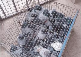 Palomas atrapadas en jaulas.