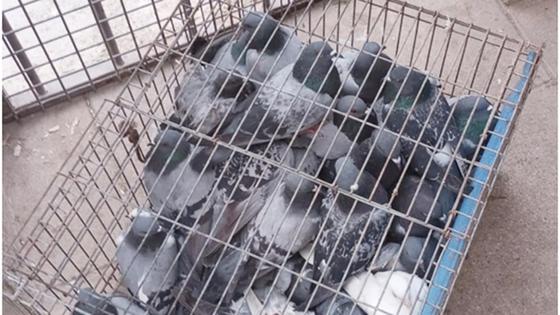 Baza se moviliza para capturar las palomas que inundan sus calles con jaulas y halcones