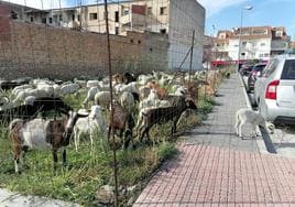 Las ovejas del edil pastan en un solar contiguo al establo ilegal.