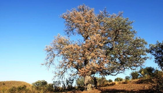 La falta de precipitaciones, principal causa del decaimiento forestal en la Sierra de Baza