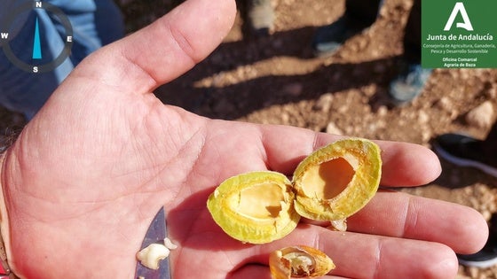 La plaga de la avispilla de la almendra afecta a 5.200 hectáreas localizadas en Orce, Galera y Cúllar