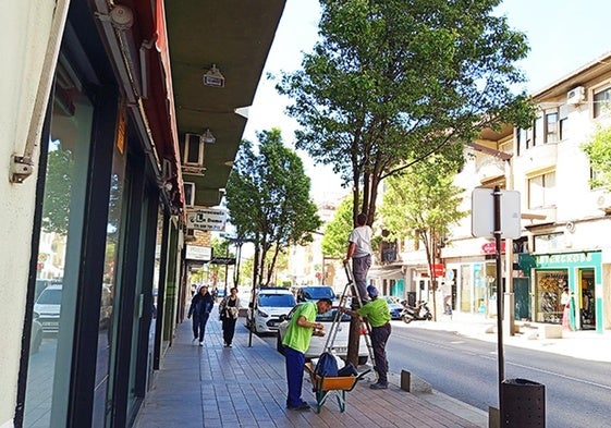Operarios instalando las trampas biológicas en un árbol de la Avenida José de Mora
