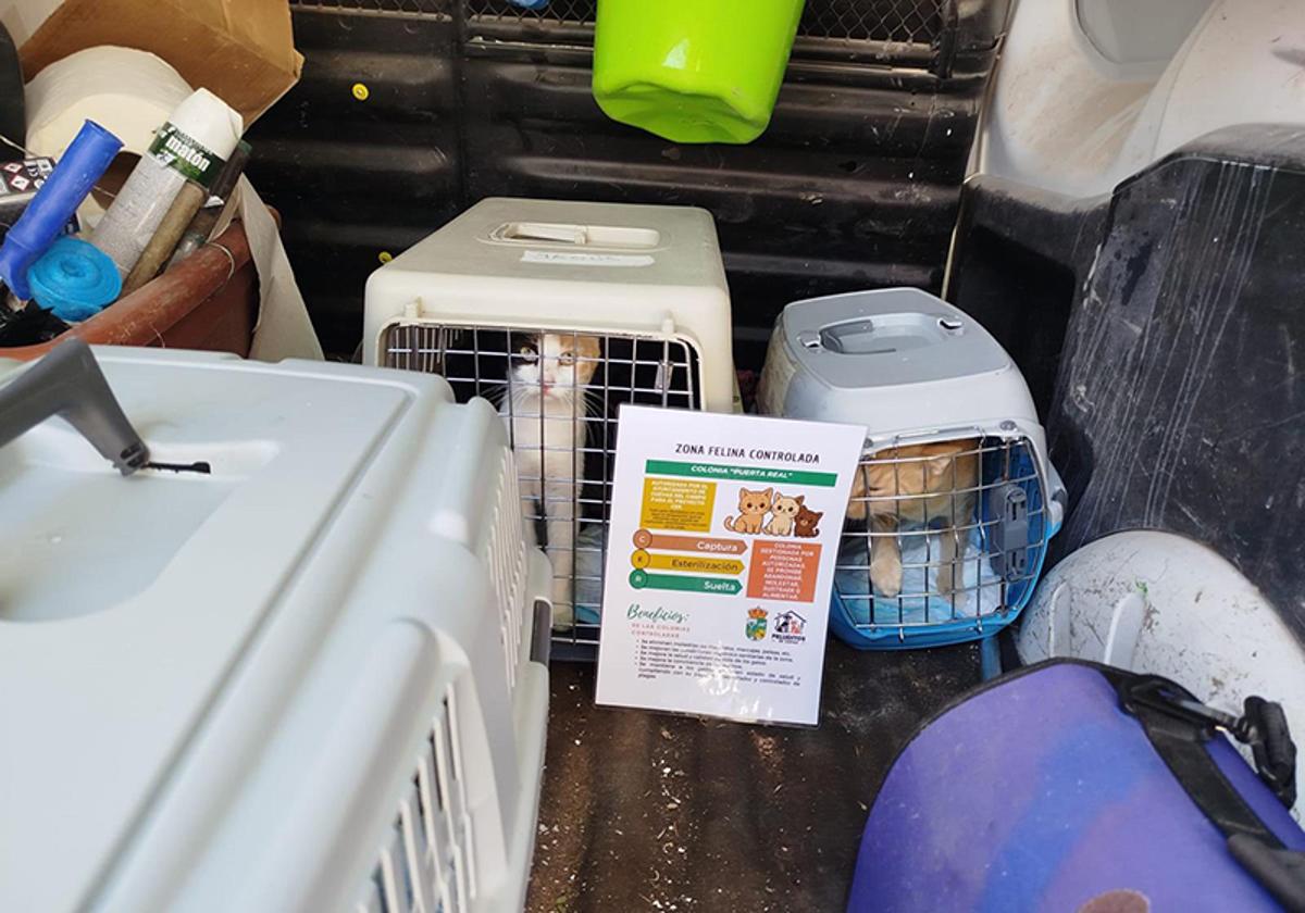 Cuevas del Campo elabora un censo felino con los 163 gatos del municipio