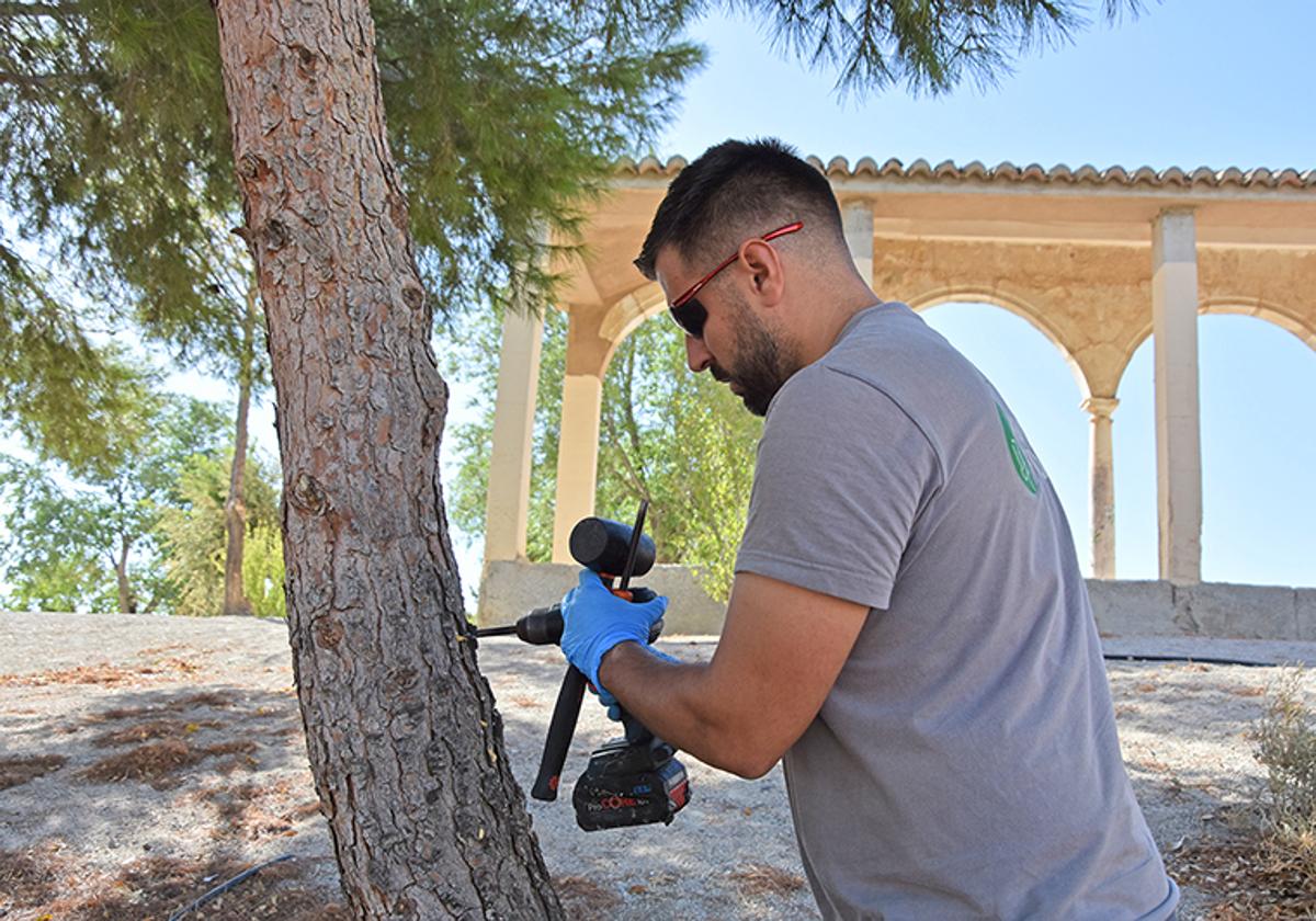 Tratamiento de uno de los pinos ubicados en el recinto de la antigua Alcazaba