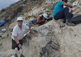 Restos del mastodonte Anancus arvernensis en los niveles superiores.