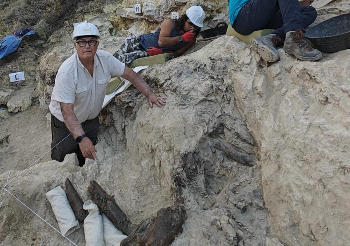 Restos del mastodonte Anancus arvernensis en los niveles superiores.