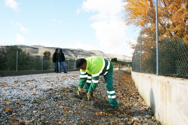 1.000 adelfas completan el ajardinamiento de la Vía Verde de Baza