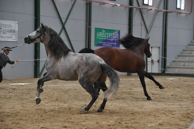 Un centenar de caballos de Pura Raza Española se lucirán en el XVII Campeonato de Andalucía Oriental