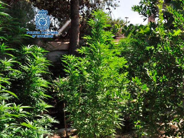 La Policía Nacional, detiene a dos personas y desmantela dos plantaciones de marihuana en Baza