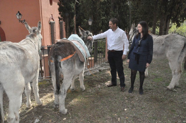 Burros de raza andaluza en la Sierra de Baza