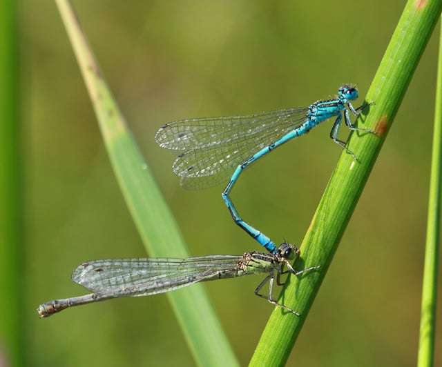 Medio Ambiente restaura una acequia en  Castril para favorecer la conservación de invertebrados amenazados