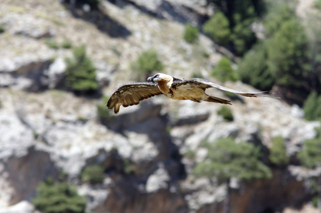 Liberan en la Sierra de Castril dos quebrantahuesos nacidos en el centro de cría de Guadalentín