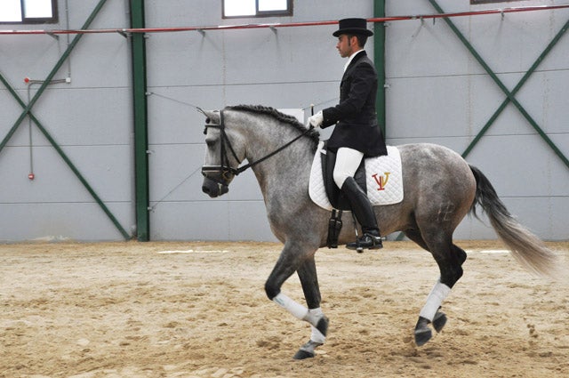 Comienzan a llegar los 100 Caballos del Campeonato de Pura Raza Española