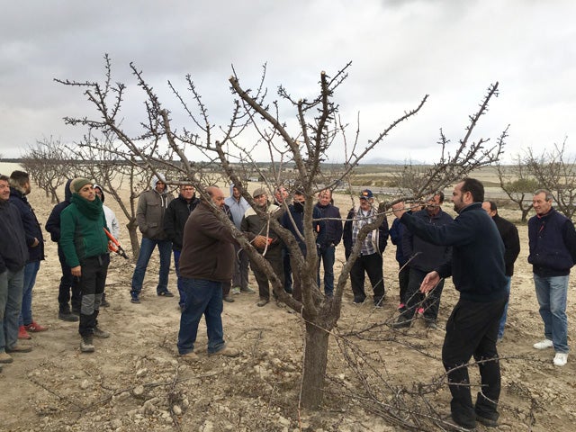 Éxito de participación en el curso de poda de almendro en Benamaurel