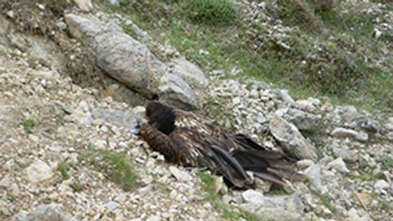 Aparece envenenado un ejemplar de quebrantahuesos en una finca de Huéscar