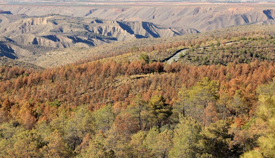 El Parque Natural de la Sierra de Baza busca soluciones ante la muerte de miles de pinos