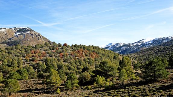 La plaga de insectos perforadores en la Sierra de Baza se extiende al monte público de Gor