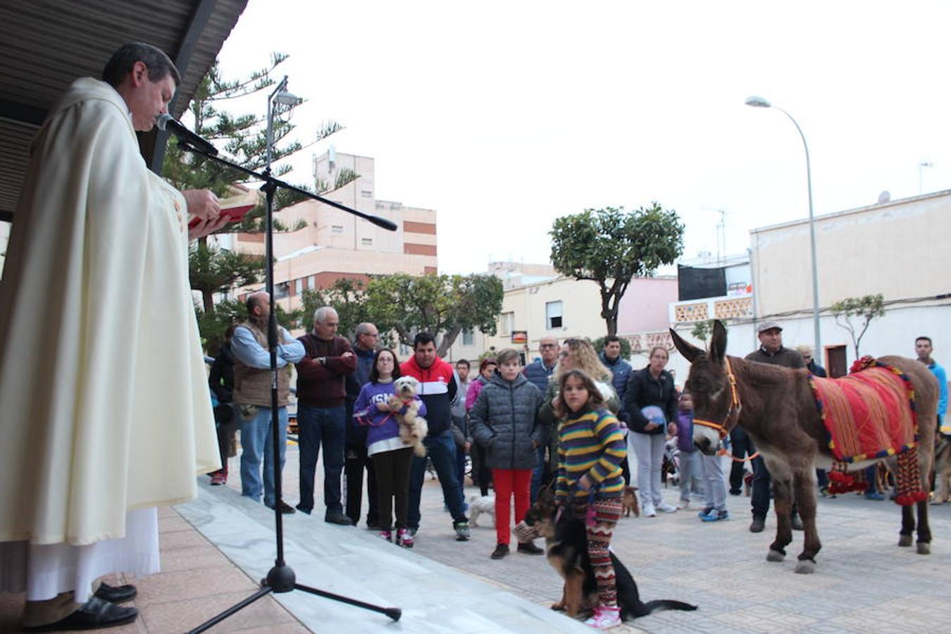 El núcleo urbano de Santa María del Águila vivió este pasado sábado su especial festividad de San Anton, que contó tanto con su parte religiosa como con un espacio para la fiesta, la convivencia y las tradiciones. En esta línea, a las cinco de la tarde arrancó la jornada con la concentración animales y mascotas en el parque municipal. A las seis y media se llevó a cabo su bendición en la puerta de la parroquia de la localidad y posteriormente arrancó el recorrido de la antorcha para acabar con el encendido de la gran hoguera de San Antón en una noche de fiesta y convivencia.