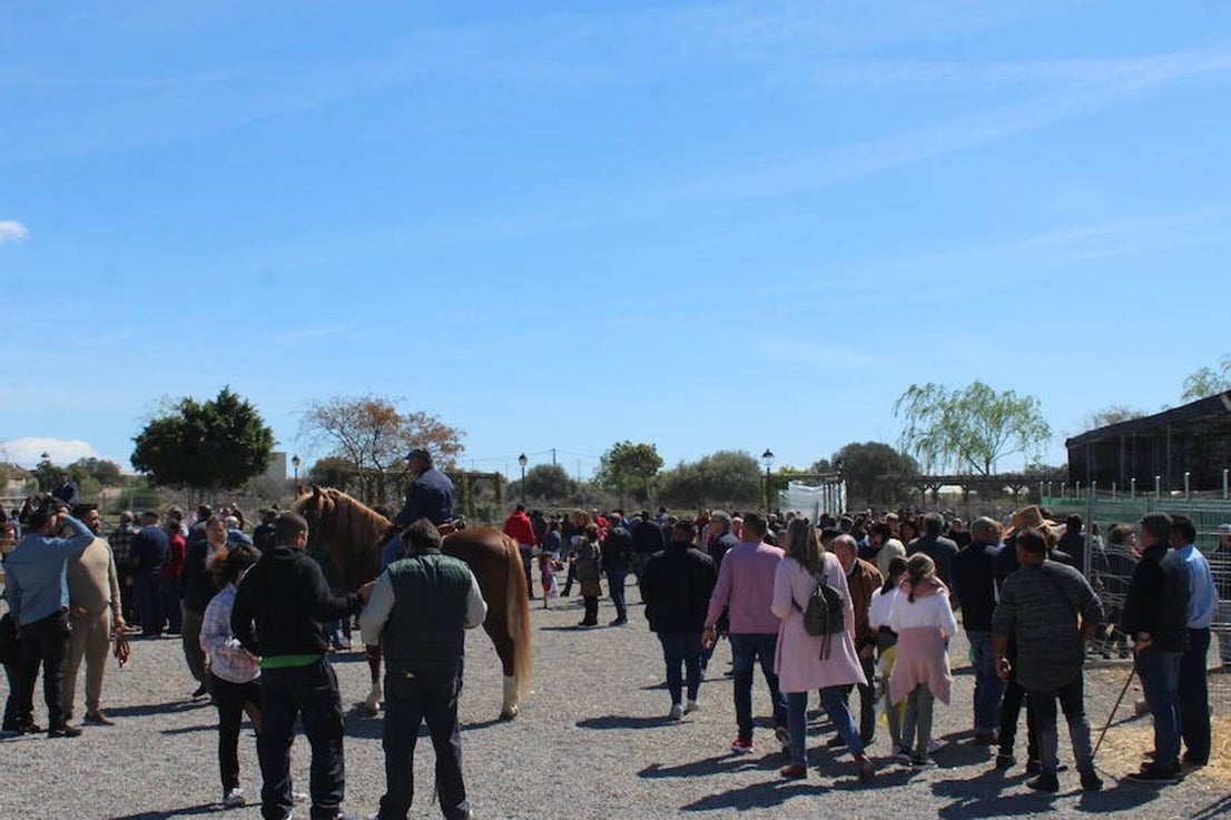Miles de personas visitaron este pasado fin de semana el núcleo de Tarambana para vivir y disfrutar de la séptima edición de la Feria del Ganado, que organizan la Comisión de Fiestas Tarambana con la colaboración del Ayuntamiento de El Ejido, la Junta Local y la Asociación de Vecinos 'La Fabriquilla'. Pese al viento y al frío que este fin de semana imperó en el municipio ejidense, este evento ganadero registró una gran afluencia, demostrando que se trata de una feria que se ha consolidado en el tiempo y que crece cada año, con visitantes llegados no solo del propio municipio, sino de toda la provincia e incluso de otras provincias cercanas. 