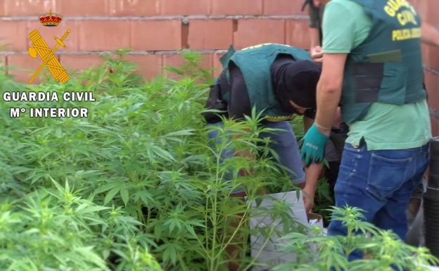 Dos agentes en una de las plantaciones halladas en el Pozo de la Tía Manolica.