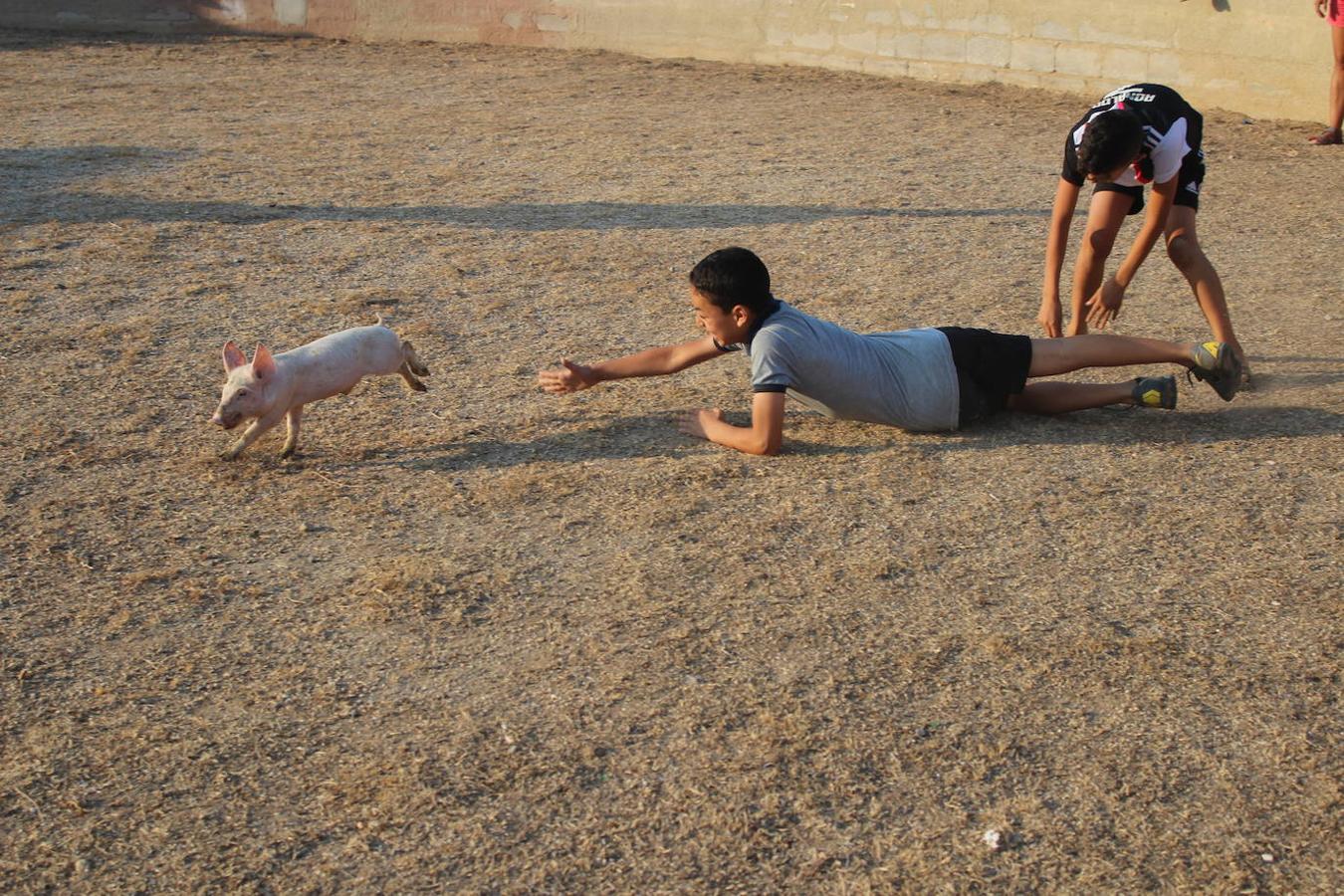El núcleo ejidense de San Agustín continúa disfrutando de la amplia y variada programación elaborada por la Junta Local con motivo de sus fiestas patronales en honor de San Agustín y la Virgen de La Consolación, que se desarrollan hasta mañana domingo. Tras la disputa del Rally de Carretillas y el Lanzamiento de Bolsos del jueves, las fiestas continuaron ayer con la caza del marranillo y el tiro con cuerda y con barra entre los adultos.