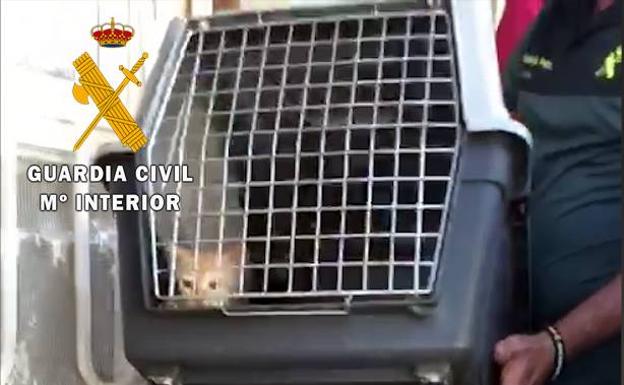 Sucesos en Almería: Rescatan a dos gatos cachorros e investigan a dos personas por un delito de maltrato