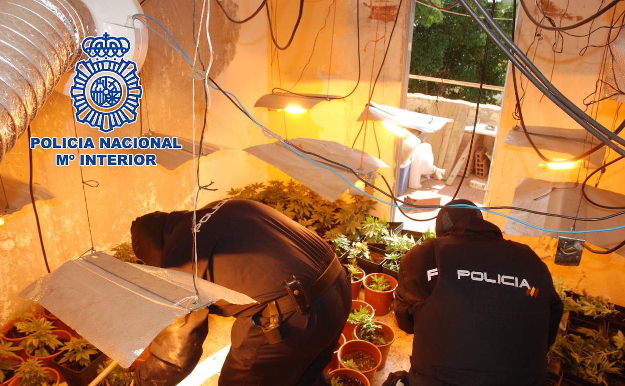 El Ejido | Descubren una plantación de marihuana a raíz de una denuncia por maltrato