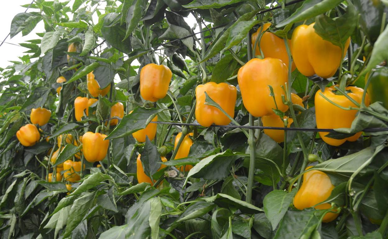 Trabajo en Almería | El Poniente almeriense lanza 15 puestos de trabajo de peón agrícola en El Ejido