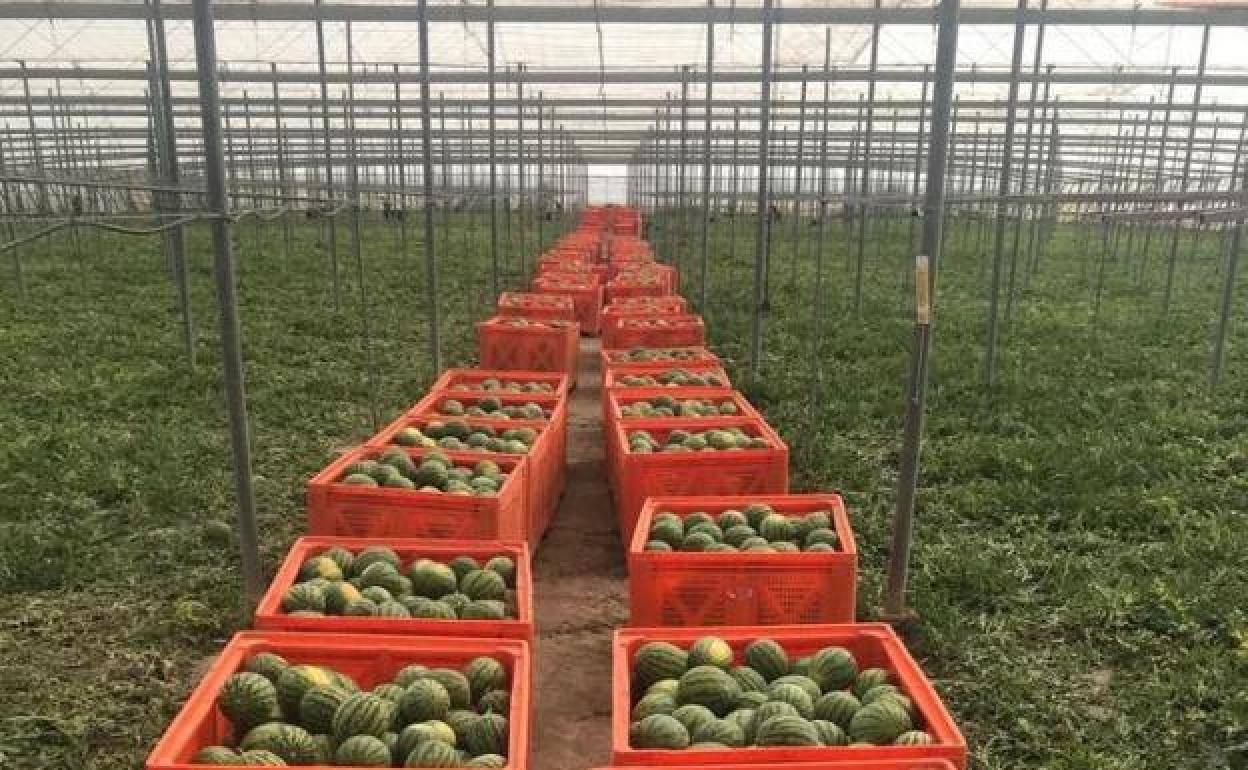 El Ayuntamiento de El Ejido califica la rebaja fiscal de «insuficiente para el campo»