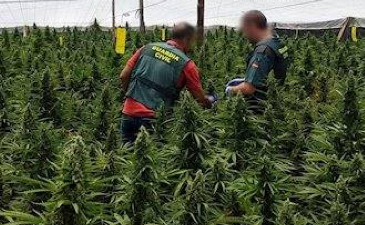 Narcotráfico en Almería | Transportaban plantas de marihuana desde un invernadero en pleno confinamiento