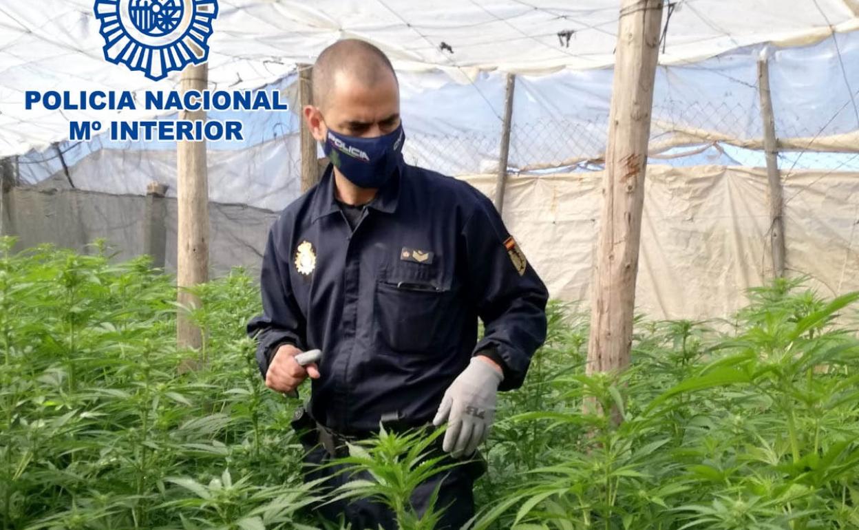 Sucesos en Almería | Detienen a un matrimonio que escondía más de 380 plantas de marihuana en un invernadero