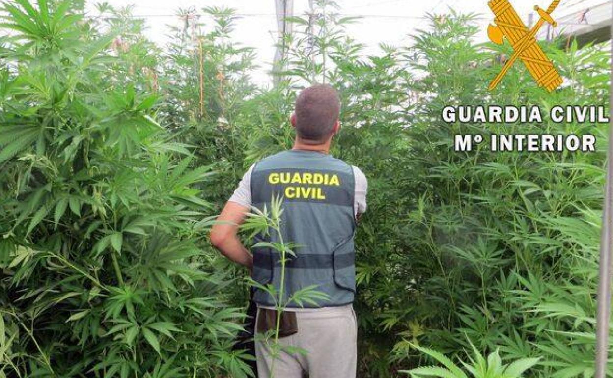 Marihuana en Almería | Arrancan los olivos de una finca para cultivar marihuana
