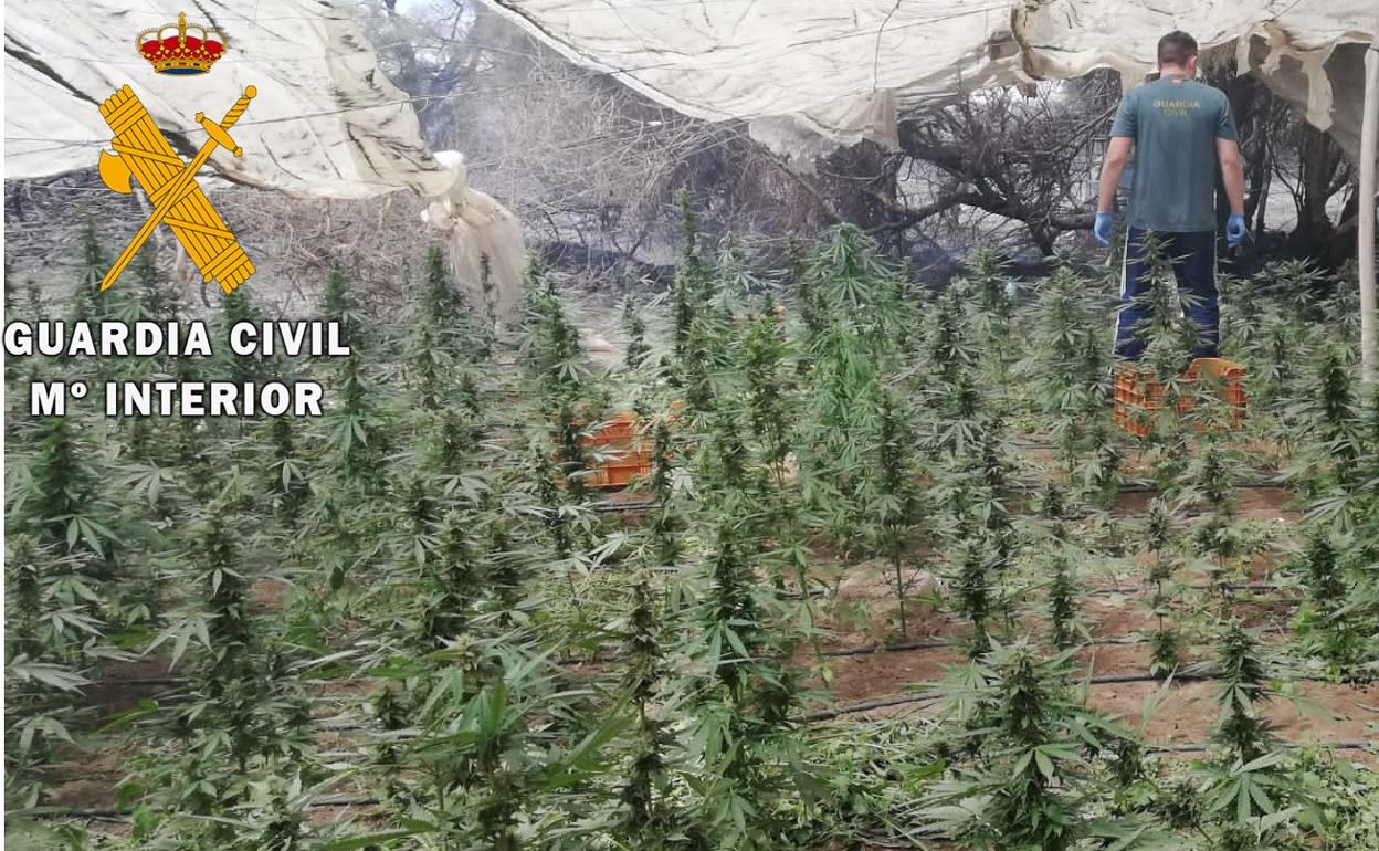 Sucesos en Almería | Encuentran un cultivo de marihuana en un invernadero durante la extinción de un incendio en El Ejido