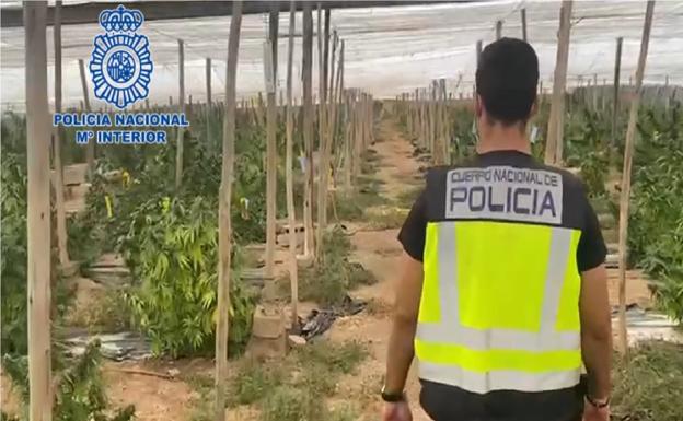 Descubren cinco toneladas de marihuana encubiertas bajo un cultivo de cáñamo industrial en El Ejido